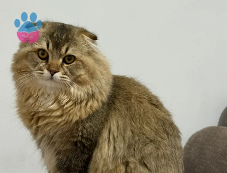 Chincilla Oğluma eş arıyorum