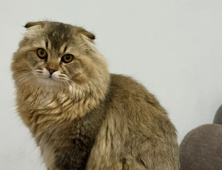 Chincilla Oğluma eş arıyorum - 118981792