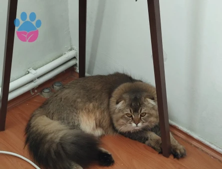 Chincilla Oğluma eş arıyorum