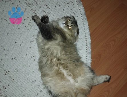 Chincilla Oğluma eş arıyorum