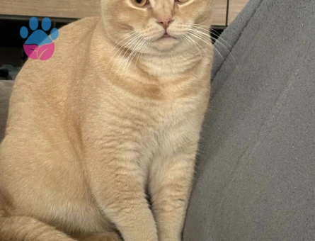 10 aylık British shorthair Kedime Eş Arıyorum