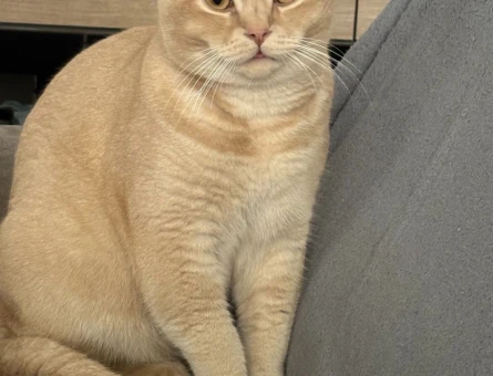 10 aylık British shorthair Kedime Eş Arıyorum - 118981794
