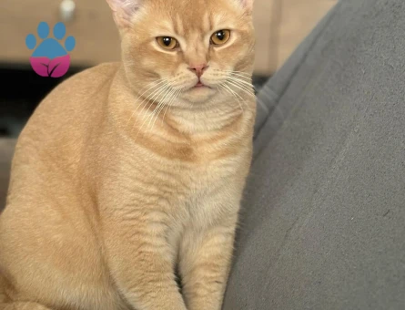 10 aylık British shorthair Kedime Eş Arıyorum