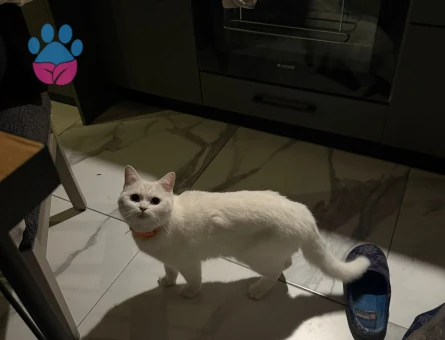 Dişi beyaz british 1 yaş  güzel kedime eş arıyorum