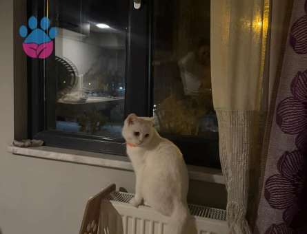 Dişi beyaz british 1 yaş  güzel kedime eş arıyorum