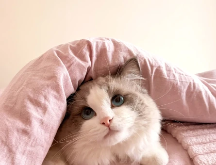 Ragdoll Oğlumuza Eş Arıyoruz - 118981795