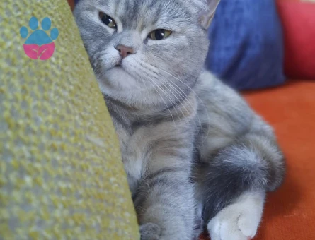 British Shorthair Pera için Eş Aranıyor