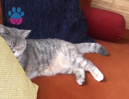 British Shorthair Pera için Eş Aranıyor