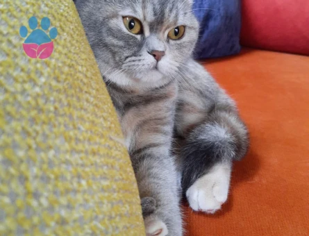 British Shorthair Pera için Eş Aranıyor