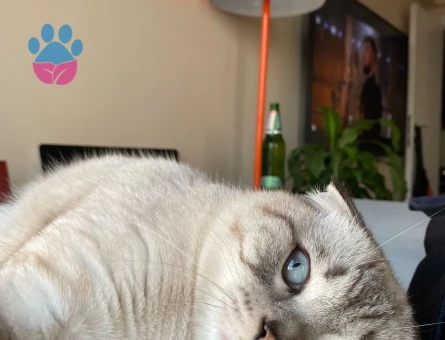 Scottish Fold Oğluma Eş Arıyorum 1 Yaşında