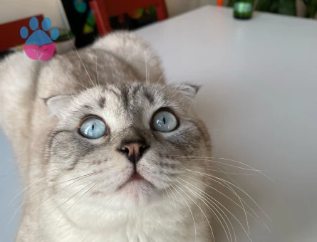 Scottish Fold Oğluma Eş Arıyorum 1 Yaşında