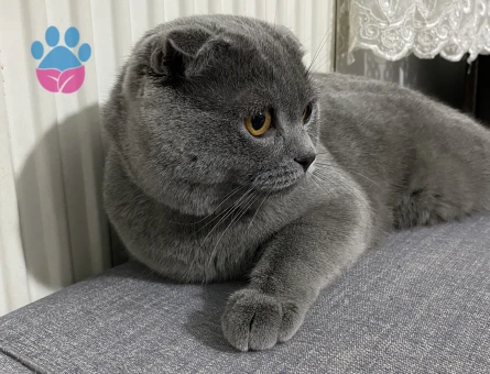 Scottish Fold Dumanımıza Eş Arıyoruz