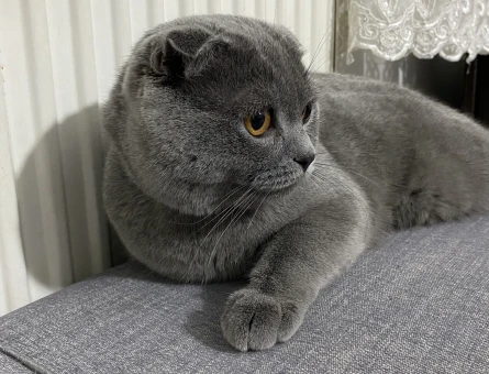 Scottish Fold Dumanımıza Eş Arıyoruz - 118962094