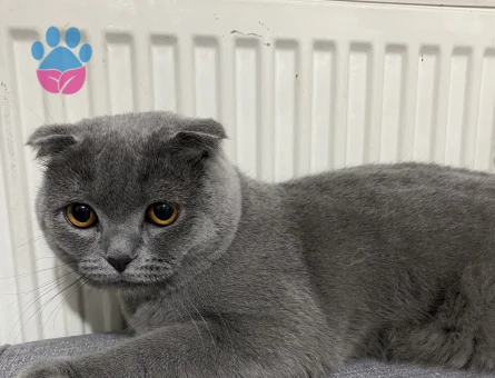 Scottish Fold Dumanımıza Eş Arıyoruz