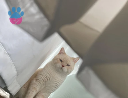 British Shorthair Yakışıklı Oğlum Kaymak Eş Arıyor
