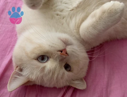 British Shorthair Yakışıklı Oğlum Kaymak Eş Arıyor