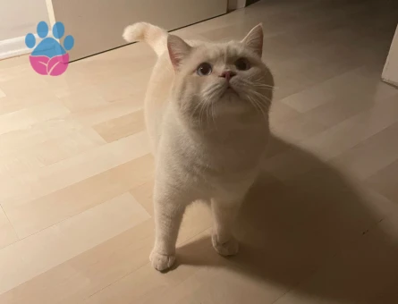British Shorthair Yakışıklı Oğlum Kaymak Eş Arıyor