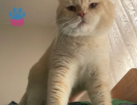 British Shorthair Yakışıklı Oğlum Kaymak Eş Arıyor