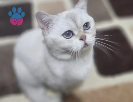 British Shorthair Bulut Bey'e Eş Arıyoruz
