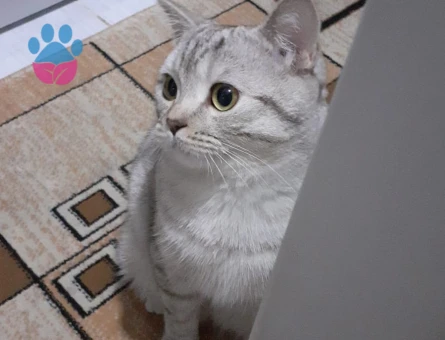 British Shorthair 11 Aylık Kedim Eş Arıyor