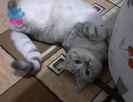 British Shorthair 11 Aylık Kedim Eş Arıyor