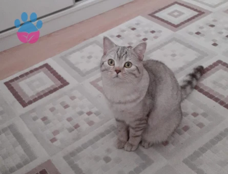 British Shorthair 11 Aylık Kedim Eş Arıyor