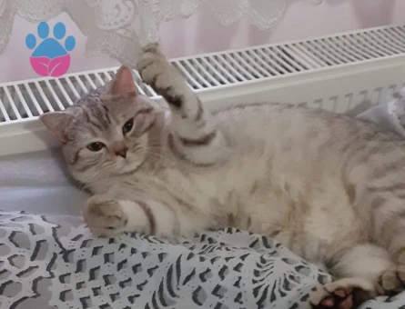 British Shorthair 11 Aylık Kedim Eş Arıyor