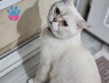 British Shorthair Bulut Bey'e Eş Arıyoruz