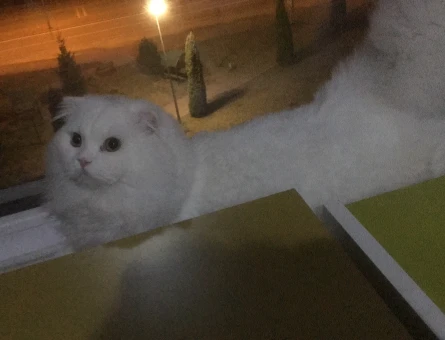 Scottish Fold Oğlumuza Gelin Arıyoruz - 118962101