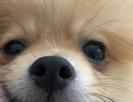 Safkan Pomeranian Boo Oğlum Eş Arıyor - 118962116