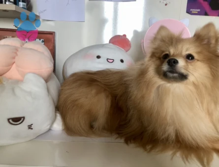 Safkan Pomeranian Boo Oğlum Eş Arıyor