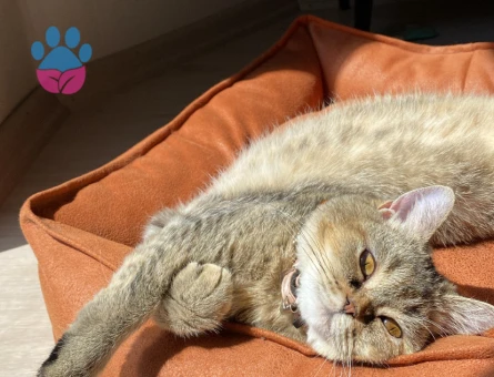 British Kızıma Eş Arıyorum