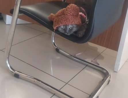 KIZGINLUK DÖNEMİ 1 YAŞİNDA KIZ KEDİM - 118962144