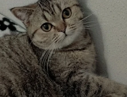 British Shorthair 1 Yaşında Kedime Erkek  Eş Arıyorıyorum - 118962186