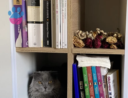 Scottish Fold Kedime eş arıyorum