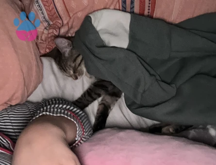 Oyuncu tekir  kızıma ilk eş adayı arıyoruz