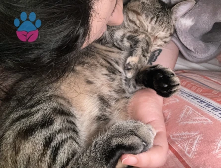 Oyuncu tekir  kızıma ilk eş adayı arıyoruz