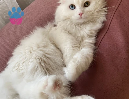 British Longhair Dişi kedimize eş arıyoruz