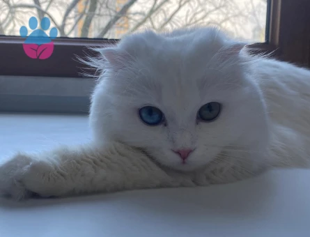 British Longhair Dişi kedimize eş arıyoruz