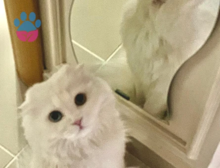 British Longhair Dişi kedimize eş arıyoruz