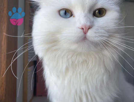 British Longhair Dişi kedimize eş arıyoruz