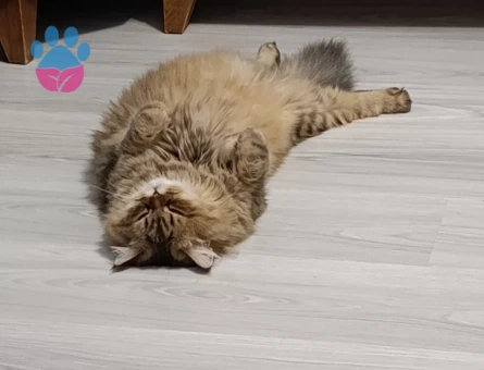 British Shorthair 11 Aylık Dİşi Kızgınlıkta