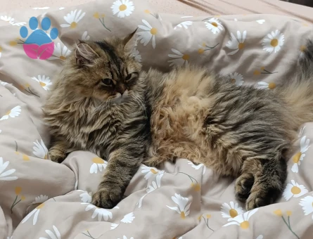 British Shorthair 11 Aylık Dİşi Kızgınlıkta