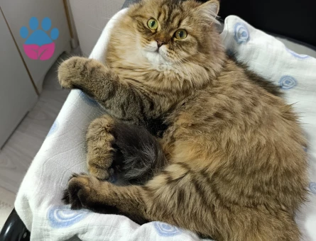 British Shorthair 11 Aylık Dİşi Kızgınlıkta