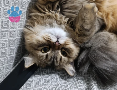 British Shorthair 11 Aylık Dİşi Kızgınlıkta