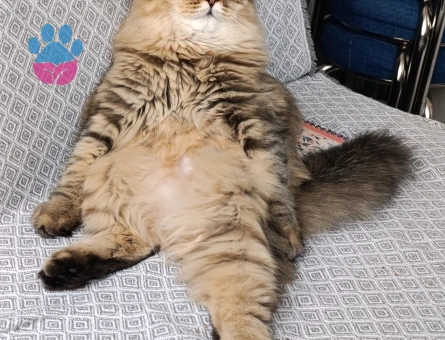 British Shorthair 11 Aylık Dİşi Kızgınlıkta