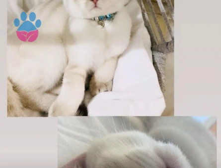 Brithiş longhair 1 Yaşında Kızgınlıkta