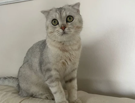 Scottish Fold oğlum pikoya Eş arıyorum - 118975043