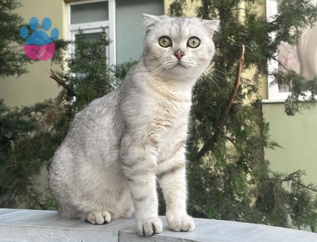 Scottish Fold oğlum pikoya Eş arıyorum