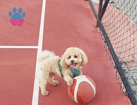 Maltipoo Dişi Eş arıyorum